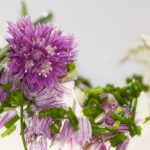 Schnittlauchblüten-Frischkäse – würzig und lecker