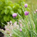 Schnittlauchblüten-Salz – das kleine Extra
