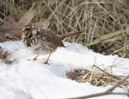 Vogelhochzeit – Wie ihr den Vögeln Ende des Winters beim Nestbau helft