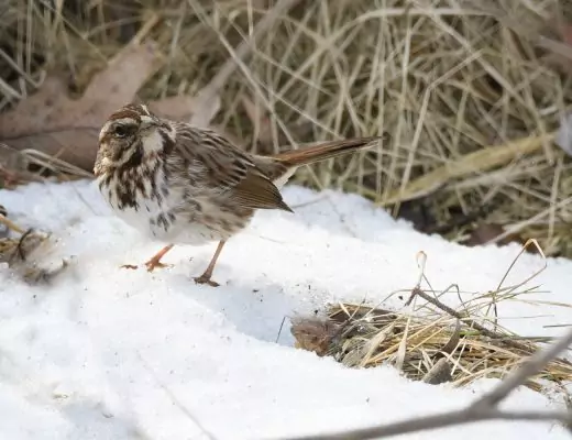 waldtiere winter tipps
