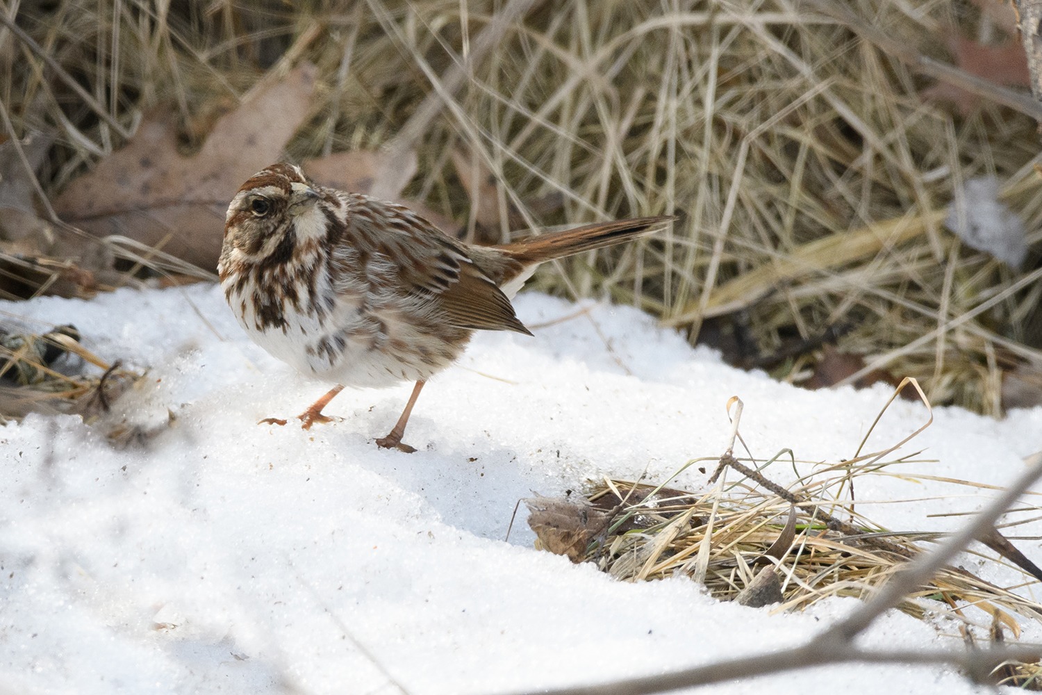 Vogelhochzeit – Wie ihr den Vögeln Ende des Winters beim Nestbau helft