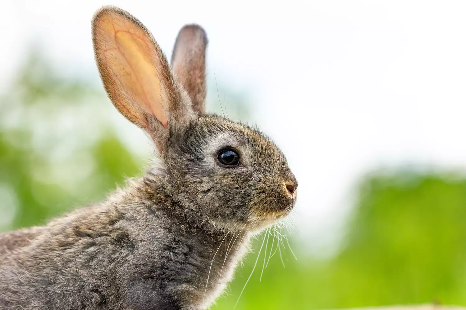 Auf der Suche nach dem Osterhasen? Entdecke tolle Waldspiele für den Frühling mit deinem Kind.